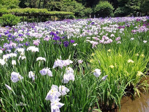 水生植物