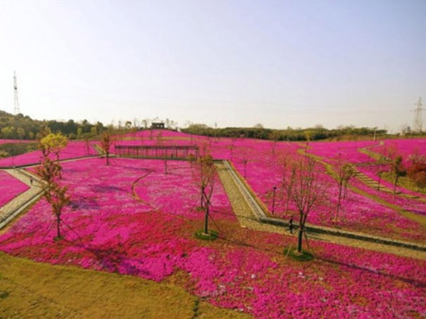 花海景观