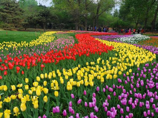 郁金香花海