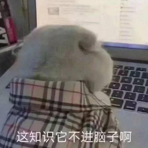 老师回吃瓜表情,校园风云再起