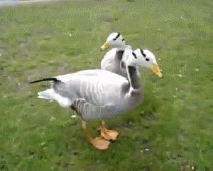 吃瓜鸭社,揭秘娱乐圈幕后故事，带你领略明星真实生活