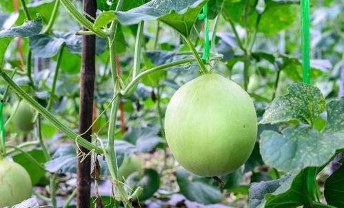 嗓子痛吃土瓜,土瓜的神奇功效