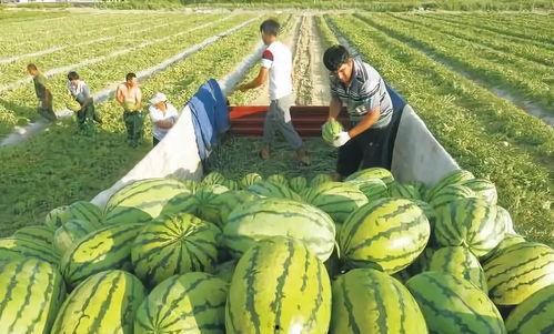 吃瓜落儿还是吃挂落,品味生活，享受人生