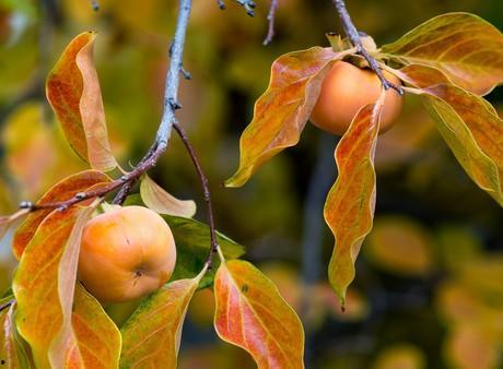 柿子姐吃瓜,揭秘娱乐圈那些不为人知的幕后故事