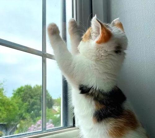 三花猫的两个老公娱乐吃瓜酱,两个老公的娱乐吃瓜日常