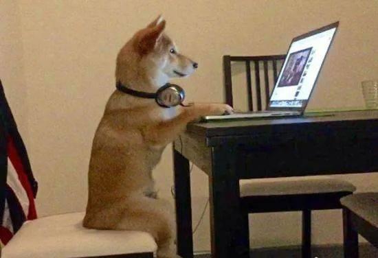 娱乐吃瓜酱救狗还是救人,救狗还是救人的道德抉择